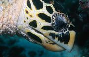 sea_turtle2