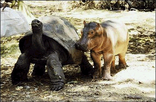 turtle-hippo2