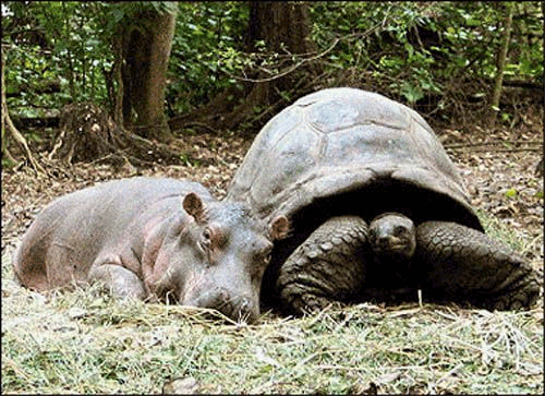 turtle-hippo3